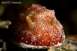 nudi from Anilao taken with Canon 400D/Hugyfot housing by Patrick Neumann 